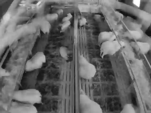 Caméra IP - Iceland