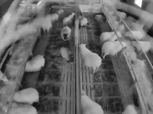 Caméra IP - Iceland