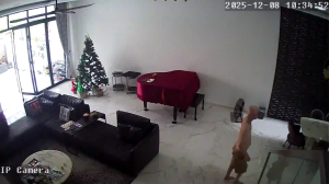 Caméra IP - Singapour