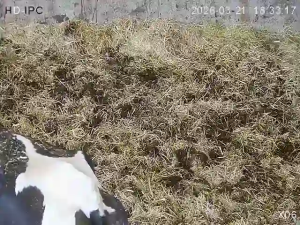 Caméra IP - Ireland