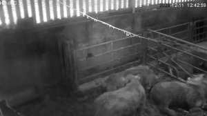 Caméra IP - Irlande