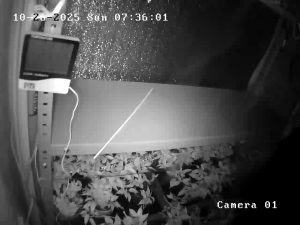 Caméra IP - Russische Föderation