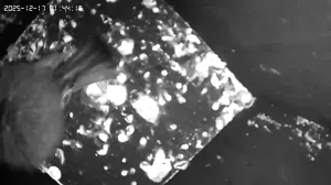 Caméra IP - Vue en direct