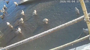 Caméra IP - Reino Unido