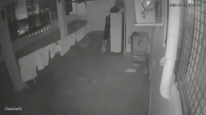 Caméra IP - Algerien