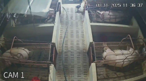 Caméra IP - Vietnam