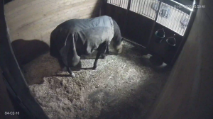 Caméra IP - United States of America