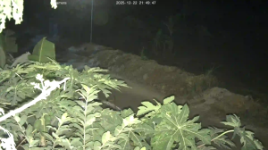 Caméra IP - Vietnam