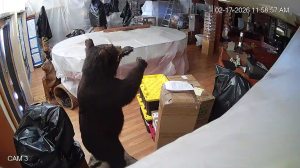 Caméra IP - United States of America