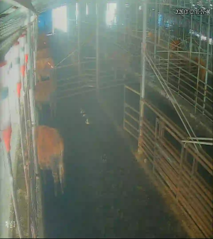 Caméra IP - South Korea