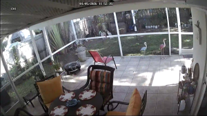 Caméra IP - États-Unis d'Amérique