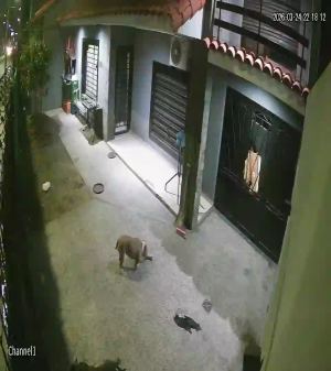 Caméra IP - Argentinien