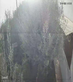 Caméra IP - Tunesien