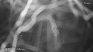 Caméra IP - Argentina