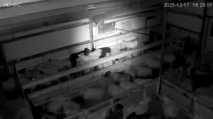 Caméra IP - Islande