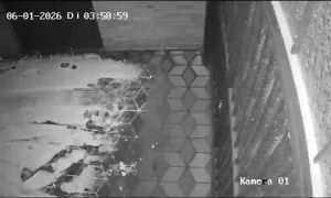 Caméra IP - Germany