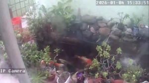 Caméra IP - États-Unis d'Amérique