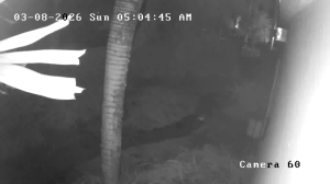 Caméra IP - Puerto Rico