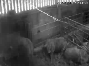 Caméra IP - Irlande