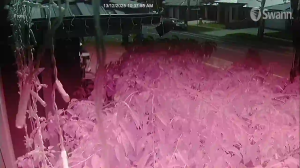 Caméra IP - Australia