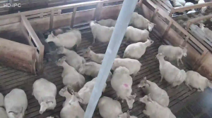 Caméra IP - Iceland