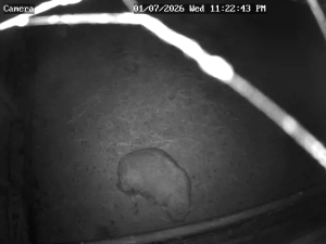 Caméra IP - Paesi Bassi