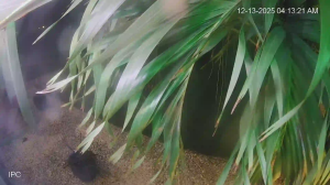 Caméra IP - États-Unis d'Amérique