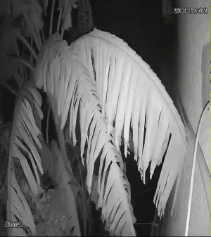 Caméra IP - Tunesien