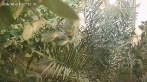 Caméra IP - Émirats Arabes Unis