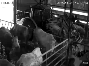 Caméra IP - Ireland