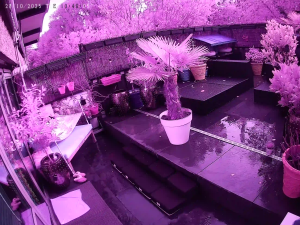 Caméra IP - Netherlands