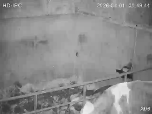 Caméra IP - Irlande