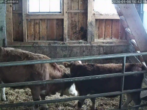 Caméra IP - Österreich