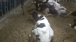 Caméra IP - Netherlands