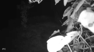 Caméra IP - Portugal