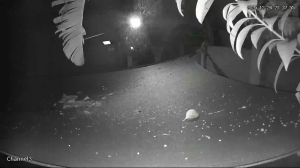 Caméra IP - Sudafrica