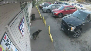 Caméra IP - Vereinigte Staaten von Amerika