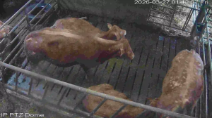 Caméra IP - Irlanda