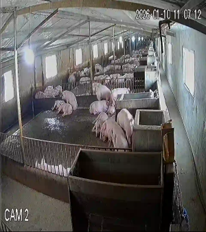 Caméra IP - Vietnam