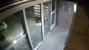 Caméra IP - Netherlands