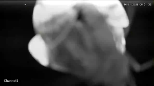 Caméra IP - Mexique