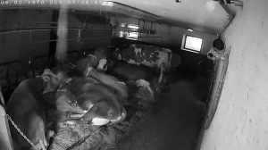 Caméra IP - États-Unis d'Amérique