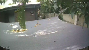 Caméra IP - Südafrika