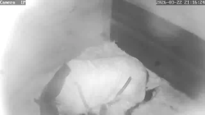 Caméra IP - Belgique