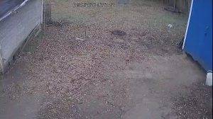 Caméra IP - États-Unis d'Amérique