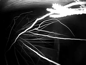 Caméra IP - United States of America