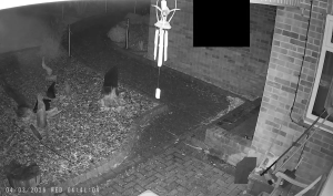 Caméra IP - Royaume-Uni