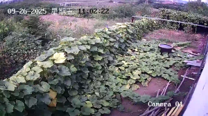 Caméra IP - China