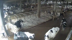 Caméra IP - Vue en direct