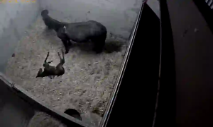 Caméra IP - Royaume-Uni